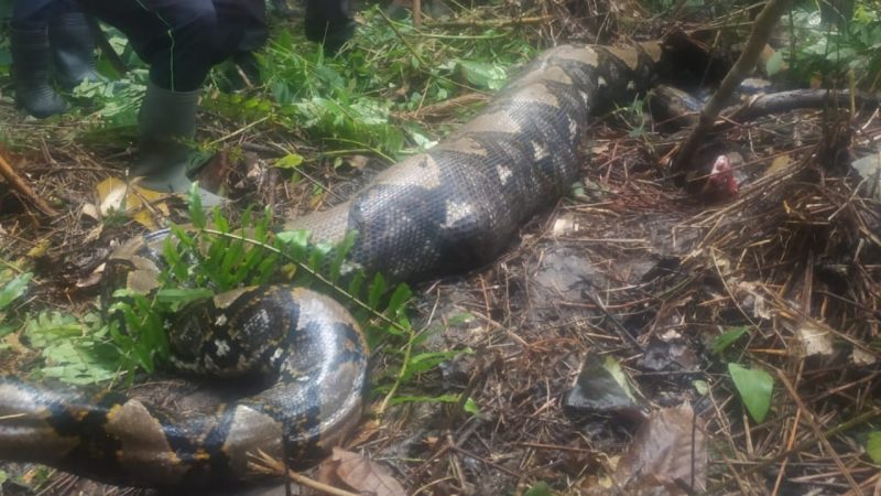 Penemuan Ular Piton Sepanjang 7 Meter di Terjun Jaya Kecamatan Betara Senin (24/10/22)