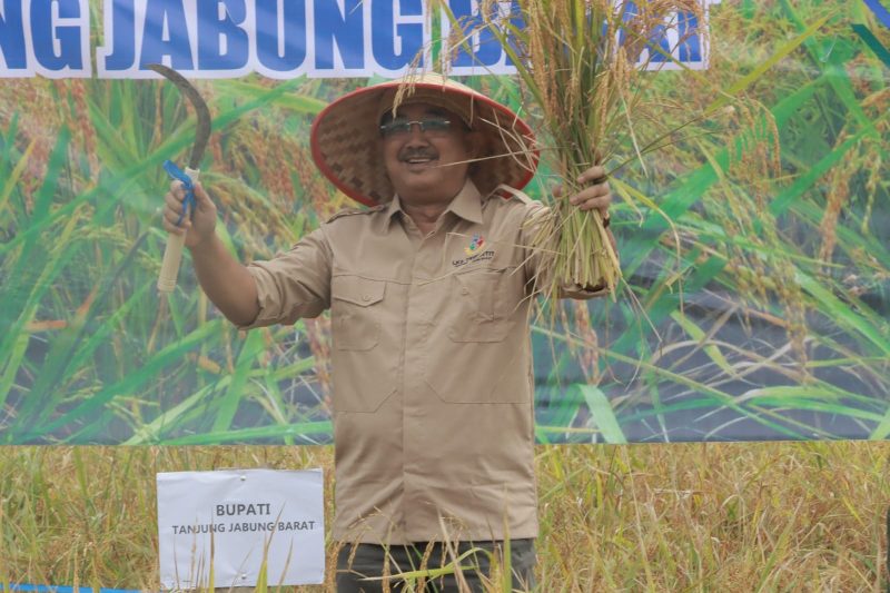 Bupati Tanjung Jabung Barat, Drs. H. Anwar Sadat, M.Ag, melaksanakan panen perdana Padi Inbrida Infari 32 di Desa Tanjung Senjulang, Kecamatan Bram Itam, Rabu (19/06/24).