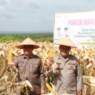 Wakil Bupati Tanjab Barat Dr. H. Katamso SA, SE, ME saat ikuti Panen Jagung di Tebing Tinggi Jumat (14/11/25).